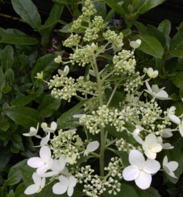Rispenhortensie Mid Late Summer - Hydrangea paniculata Mid Late Summer - 40-60 c