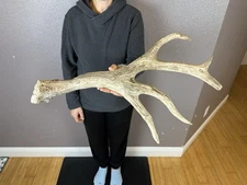 Elk Spike Antler Shed WILD IDAHO Horns Decor Knife Handle Crafts 6pt FREAK