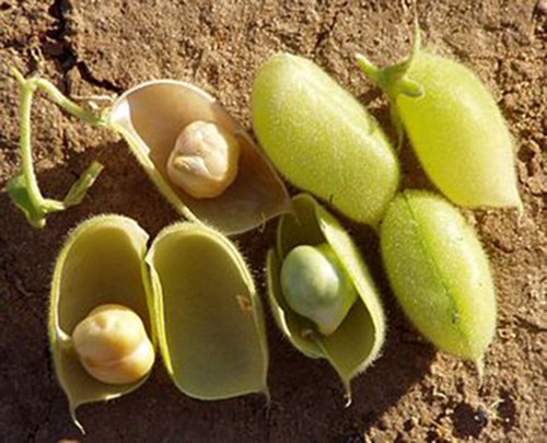 USA Grown Organic Garbanzo Beans 'ChickPeas' Kabuli 'Chana' Raw/Non-GMO - Picture 5 of 9