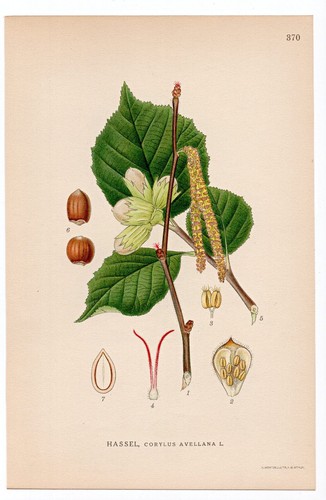 1926 Lindman Botanical Flower Print, Common Hazel, Hazelnut Tree