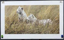 Alan Hunt, Waiting, White Tigers, Wildlife Fine Art Print, Lithograph