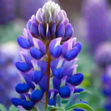 Arroyo Lupine Seeds | 20 - 400 Seeds | Non-GMO | Free Ship | Seed Store | 1255