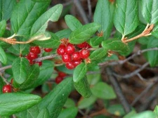 Russet Buffaloberry, Shepherdia canadensis, Shrub Seeds (Fast, Edible, Hardy)