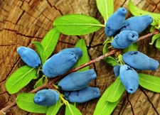 1 - TUNDRA HONEYBERRY - 1 Gallon Healthy Live Plant - HIGH QUALITY FRUIT