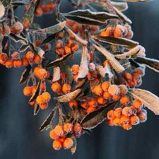 Pyracantha Saphyr Orange Berries Cadange Firethorn Shrub 10L Evergreen Trellis