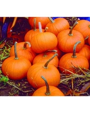 BABY BEAR PUMPKIN SEEDS* 20 FRUITS PER PLANT COMMON * FINE PIE MAKER * 6 INCH