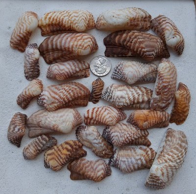 Bulk Lot Of True Florida Sea Shells