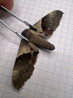 Sphingidae Pachysphinx modesta? SPH 120 Coll. 2025 Saskatchewan Canada