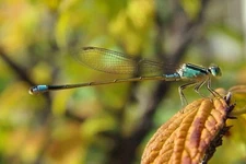 4x6 Photo – Close-Up of Damselfly on Leaf – Nature Macro Insect Print