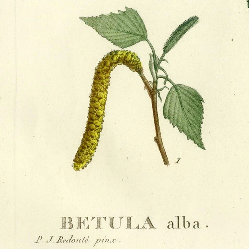 Rare 1801 REDOUTÉ Folio Engraving for Duhamel du Monceau, BETULA (Silver Birch) - Picture 6 of 8