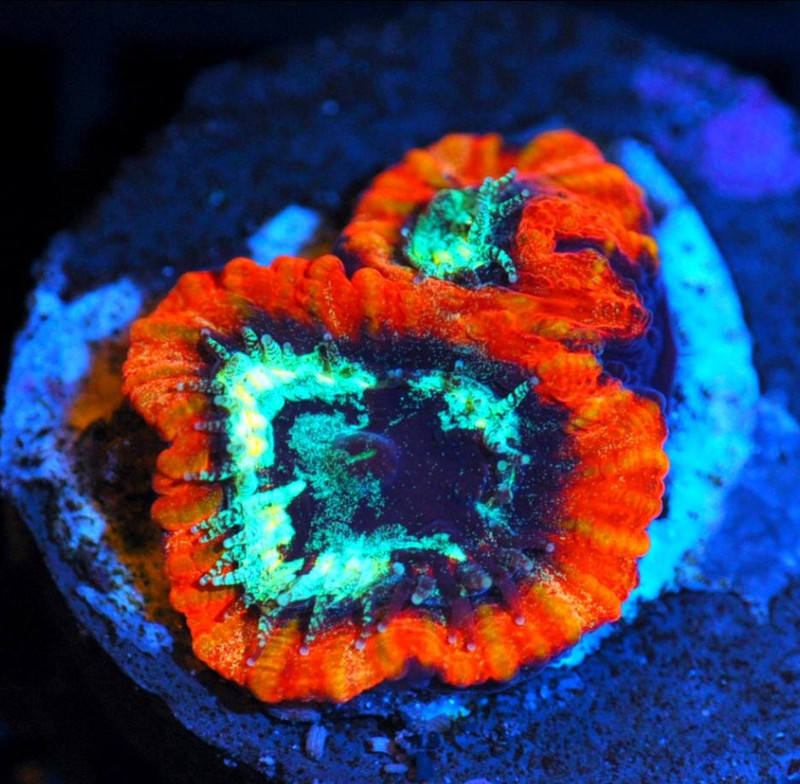 Corals of Eden ~ NON WYSIWYG Live Coral Frag ~ Black Hole Favia Coral ~ LPS