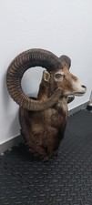 Kapitaler Mufflon Muffel Präparat Jagd Widder starke Hörner88cm HL Trophäenbrett