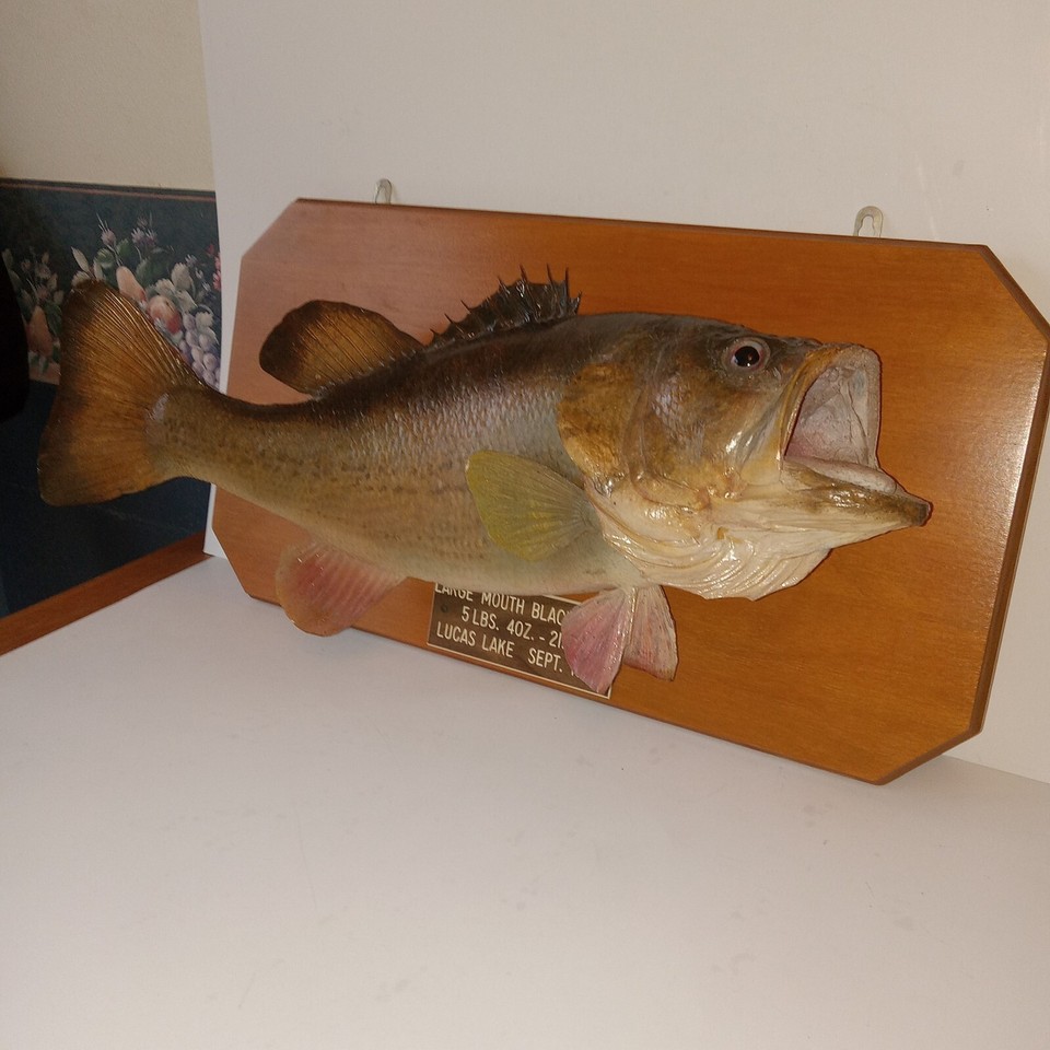 Huge 21" Largemouth Black Bass Real Skin Lucas Lake, Wisconsin