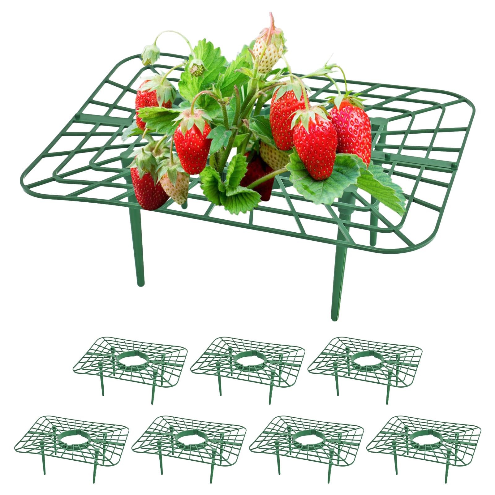 Protection fraisier lot de 8 supports anti-pourriture pour récolte saine