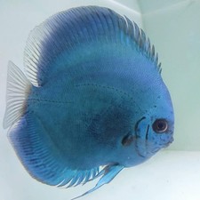 Pack of 2 Live Discus Fish - Blue Dimond Discus - Size 3.5in - 4in