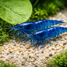 20 1 Ultra Blue Dream - Freshwater Neocaridina Aquarium Shrimp. Live Guarantee