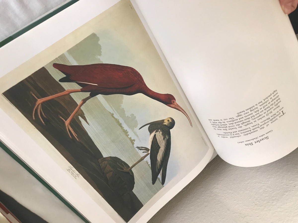 John James Audubon アメリカ鳥類博物画の本 John James Audubon アメリカ鳥類博物画の本 オーデュボンの鳥