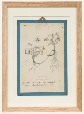 Native Flora of Europe - Gerahmte Lithographie Aus Dem 19. Jahrhundert, Viola...