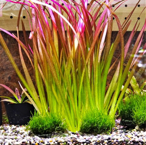 Jungle Vallisneria Americana Rubia 🌿
