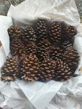 Box of 40 Ponderosa Pine Cones  3 - 4 Fresh a...