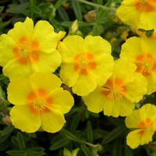 Helianthemum plug plants garden yellow flowers evergreen rock rose, pack of 3