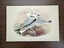 JOHN GOULD 1873 Original FOLIO Lithograph 'Kittiwake' Unframed Excellent