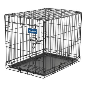 dog which does not shed hair