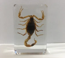 Scorpion Taxidermy Real Scorpions Specimen Educational Gifts Learning Toys