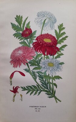 1897 Pyrethrum Roseum Botanischer Druck, auch Painted Daisy genannt. Edward Step.