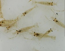 Live Adult Glass / Grass/ Ghost Shrimp Combined Shipping 