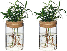 Separated Desktop Glass Flower Vases - Ideal Plants Propagation Stations for Liv