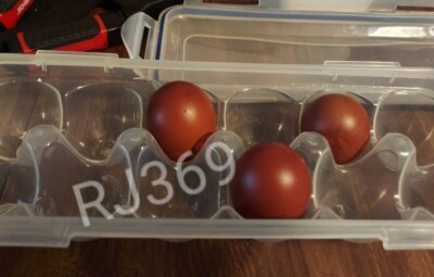 3 Rare French Black Copper Marans Fertile Hatching Eggs – Pure Breed Chickens, USA Shipping