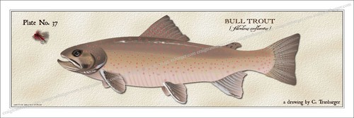 Trout,Bull,Fly,Fishing,Flies,fish,Angler,lure,reel,Salmon,river,fly - Picture 9 of 10