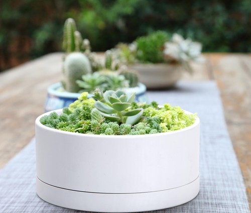 D'vine Dev 10 Inch Plastic Shallow Planter, Large Round Succulent Plant Pot w... - Picture 7 of 7