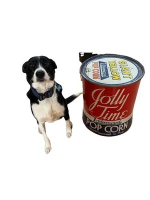 55 pound dog food container Airtight Pet Food Container - Premium