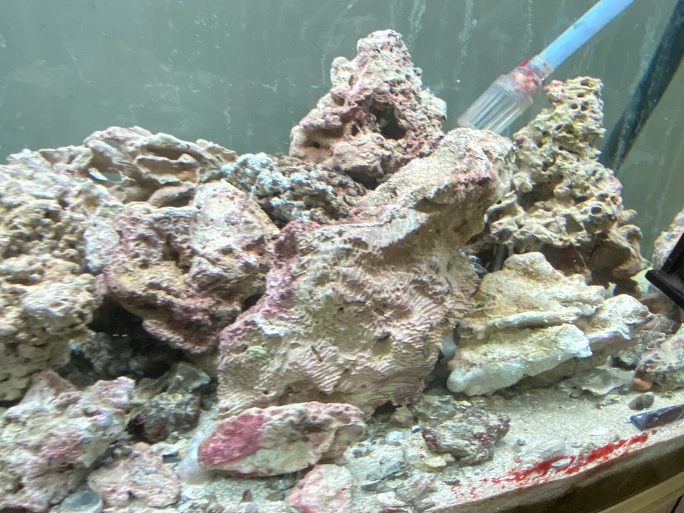 Rocce vive per acquario marino mature  - Immagine 3 di 4