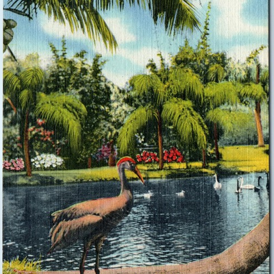 #ad #ad c1950s Sarasota FL Sand Hill Crane Jungle Gardens Linen PC Geese Duck Vtg A327 $5.59