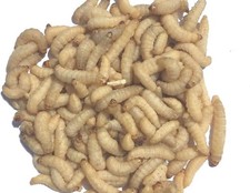 Livefood UK Live Wax Moth Larvae 2 tubs of 50 WaxWorms 15g per tub (2 x 50) in