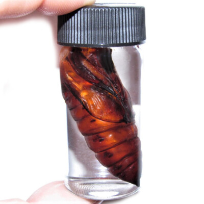 Acherontia atropos pupa silence of the lambs deaths head moth preserved cocoon