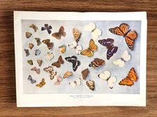 Antique 1919 British Butterflies Collection Book Print Chromoligraph Picture