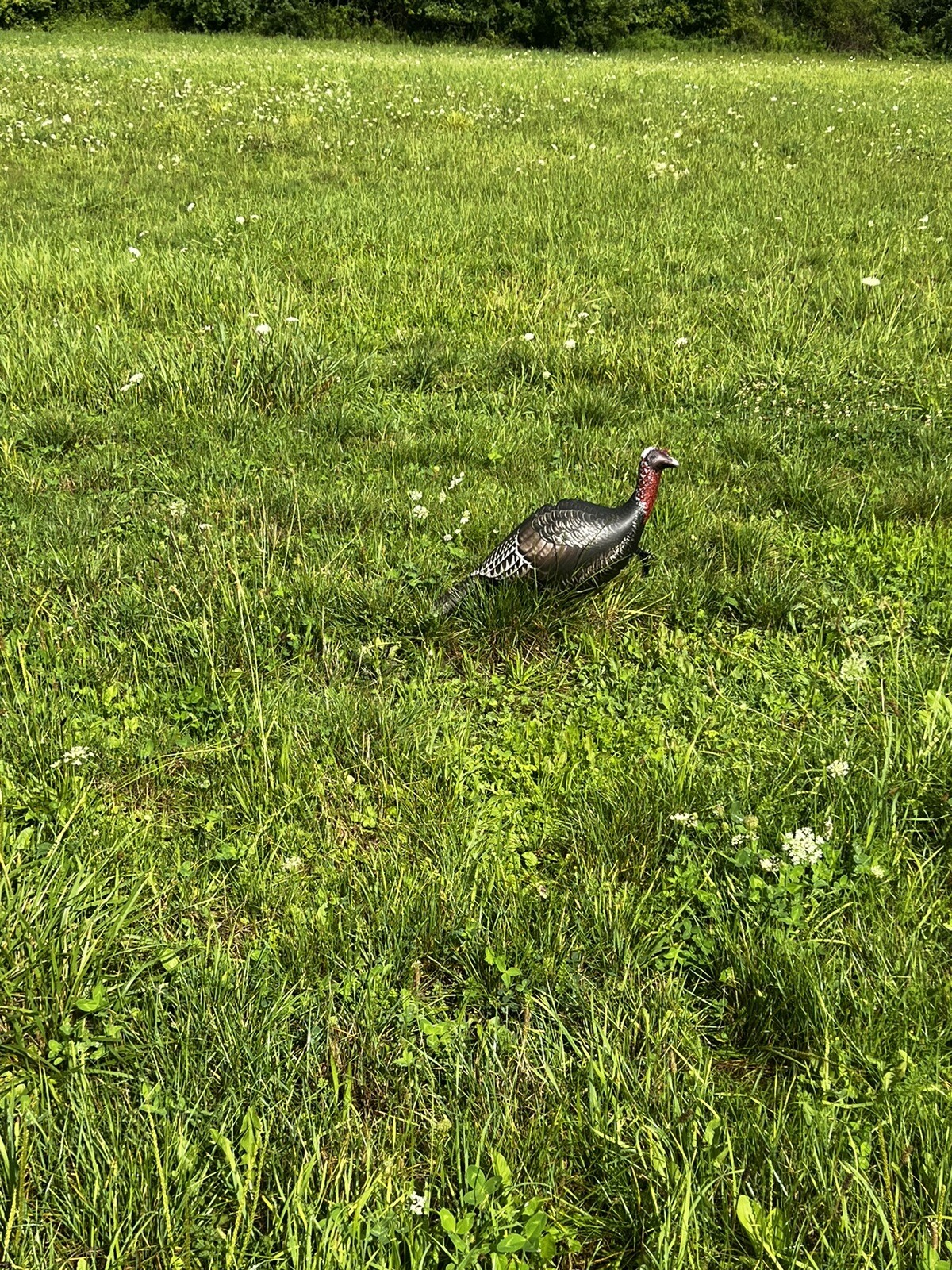 Ultra real Jake turkey decoy Packable Inflatable Decoy Easy Carry eBay