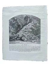 Johann Elias Ridinger Boar  Animal  Engraving Black Forest  19@16 Large Badger
