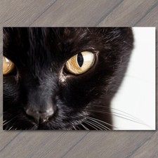 STICKER Black Cat Yellow Eyes Pet Unusual Cute Closeup Fun White Stare Feline