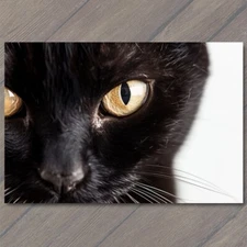 Art Print Black Cat Yellow Eyes Pet Unusual Cute Closeup Fun White Stare Feline