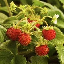 200 Wild Strawberry Seeds  (Fragaria Vesca) -Ground cover, USA Seller