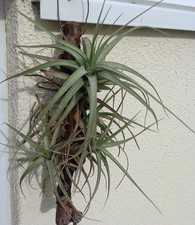 Tillandsia bergeri - mit Nylonband auf Holz gebunden, Terrarium Garten, etc. 1