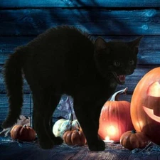 Halloween Combo Soft Nail Caps For Cats Claws Purrdy Paws ~ 6 Styles ~ Full Kit