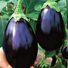 Black Beauty Eggplant Seeds NON-GMO 100+ SEEDS BUY 4 ITEMS FREE SHIPPING
