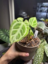 Anthurium Silver Blush Live Potted Aroid