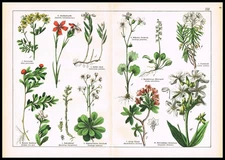 1887 Botanical Chromolithograph – Carnation, Saxifrage, Wintergreen & Bearberry